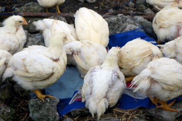 broilers. will be cut for consumption. broiler farming.