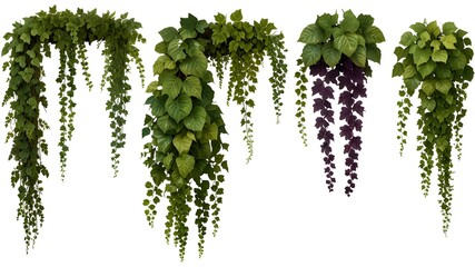 Collection of PNG. Green leaves Javanese treebine or Grape ivy. Jungle vine hanging ivy plant bush isolated on a transparent background.