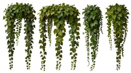 Collection of PNG. Green leaves Javanese treebine or Grape ivy. Jungle vine hanging ivy plant bush isolated on a transparent background.