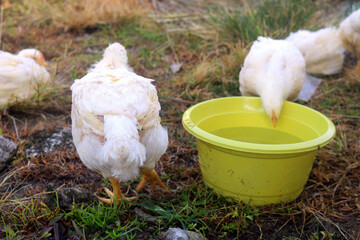 broilers. will be cut for consumption. broiler farming.