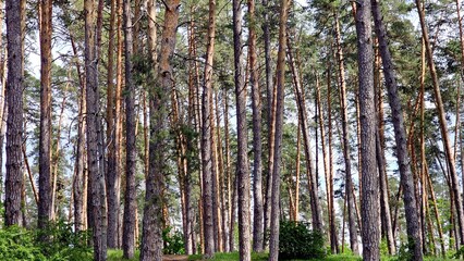 Experience the tranquility of a lush forest as the slender trunks of age-old pines allow a glimpse of the clear blue sky, creating a serene and peaceful natural scene.