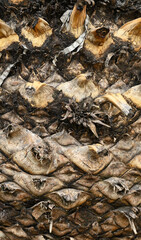 Beautiful details of the bark of encephalartos lehmannii