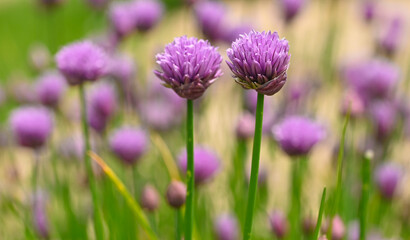Beautiful close-up of allium schoenoprasum