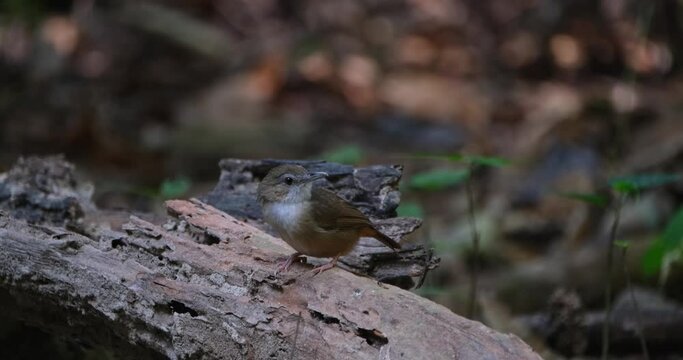 Looking to the right then towards the left while perched on a log, Abbott's Babbler Malacocincla abbotti