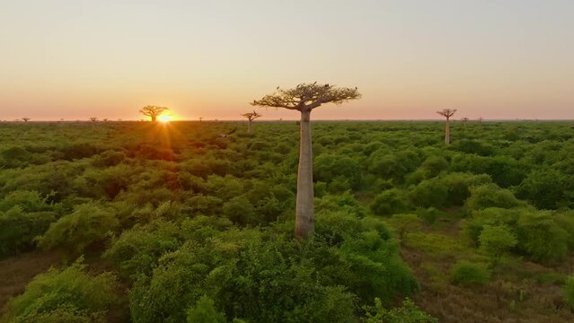 Birds fly around unique endemic Baobab trees in Madagascar at sunset. Avenue of the Baobabs in the evening. Aerial drone view  4K).