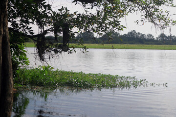 branches and blue sky. fresh air. beautiful view with green corner. good for health
