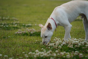 Obraz premium A white dog with a collar is sniffing grass