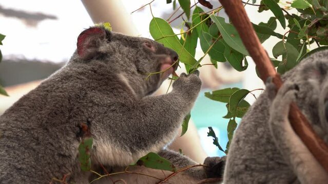 A hungry koala, Phascolarctos cinereus, actively forages on a tree, extending its arm to reach for eucalyptus leaves and munching on them, close up shot.