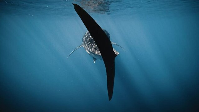 Rear view of cut tail fin of whale shark as it swims off across surface with reflection