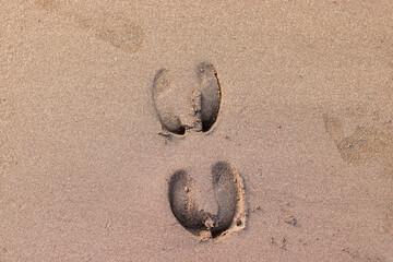 Footsteps of cow in the send. Footprint of cow in the ocean send.