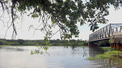 branches and blue sky. fresh air. beautiful view with green corner. good for health