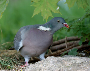 wood pigeon