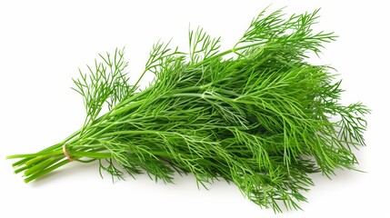 Fresh dill herb isolated on white background.