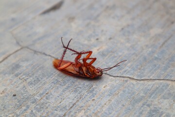 Dead cockroach face up with close up view.