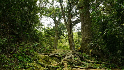 Tropical mountain landscape