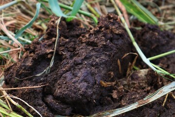 Cow dung on dry weed leaves close up view.