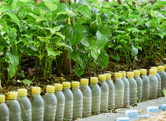 vegetables in a greenhouse. Piperceae trees and used plastic bottles. Using plastic bottles to make...