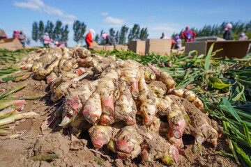 Farmers are sorting and packing the freshly harvested ginger in the field, North China