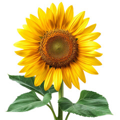 Fototapeta premium Close-up of a bright sunflower in full bloom, displaying its vibrant yellow petals and intricate seed patterns transparent background, PNG