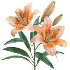 Obraz premium Detailed close-up of orange tiger lily flowers in full bloom transparent background, PNG
