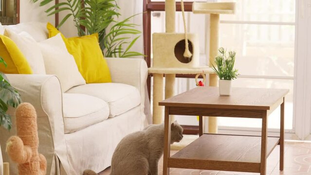 british shorthair, cat, pet, kitten, feline, playing, home, cat toy, breed, gray, relax, table, adorable, animal, blue, british cat, comfort, comfortable, couch, cozy, cute, day, domestic, enjoy, fami