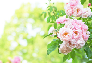 ピンクの薔薇