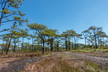 Obraz premium The most beautiful Viewpoint Phu Kradueng National Park,Thailand.