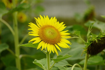 sunflower in a field