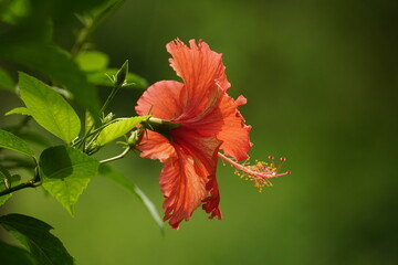 Close-up of red hibiscus blooming