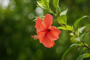Close-up of red hibiscus blooming
