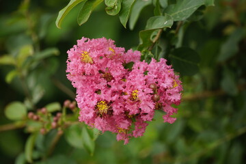 Close-up of blooming Rosa multiflora flower