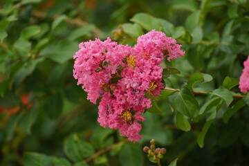 Obraz premium Close-up of blooming Rosa multiflora flower