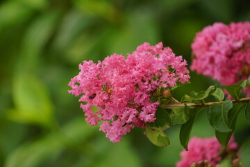 Close-up of blooming Rosa multiflora flower