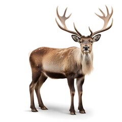 Obraz premium deer isolated on white, Fullbody view of a Sika deer standing on a white background showcasing its natural beauty and distinct antlers
