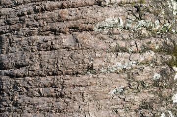 Três Picos State Park.Located in the Serra do Mar, in the mountainous region of the city of Nova Friburgo, in the state of Rio de Janeiro