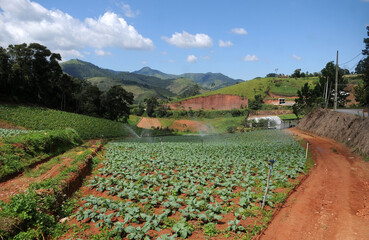 Rio de Janeiro, Brazil, April 4, 2024.Vegetable plantation in the mountainous region of the city of Nova Friburgo, in the state of Rio de Janeiro