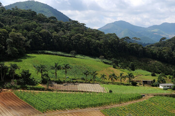 Rio de Janeiro, Brazil, April 4, 2024.Vegetable plantation in the mountainous region of the city of Nova Friburgo, in the state of Rio de Janeiro