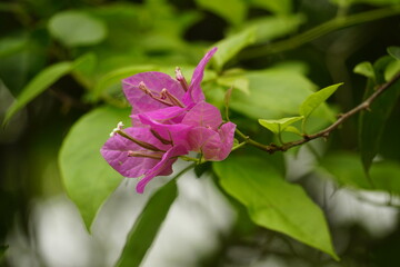Obraz premium Close-up of Bougainvillea flowers