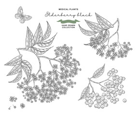 Elderflower branch. Sambucus or elderberry blossom set. Vector illustration hand drawn. Vintage engraving style.