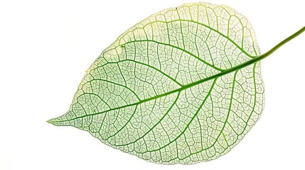 Delicate green leaf isolated on a pristine white background, showcasing the intricate details of nature's design.