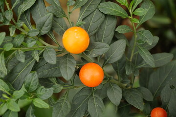 Close-up of Solanum pseudocapsicum fruit