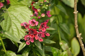 Close-up of Angelonia goyazensis Benth flower