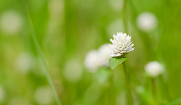 Beautiful close-up of gomphrena celosioides
