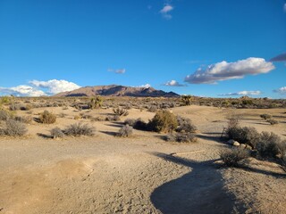 Flora of the lower Colorado desert with the Eagle mountain range behind in Joshua Tree National Park, California