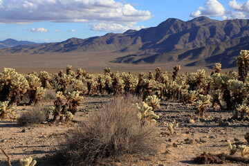 The famous Cholla Cactus Garden lies at the border of the Mojave and Colorado deserts