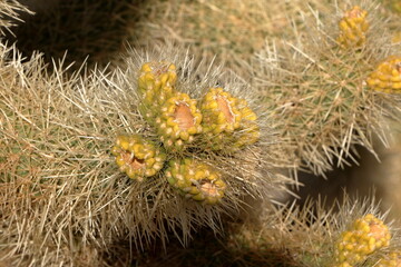 Cholla Cactus in bloom, Joshua Tree National Park, California