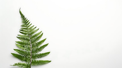 Elegant fern leaf standing alone against a clean white backdrop, highlighting simplicity.