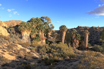 Cottonwood Oasis in Joshua Tree National Park, California