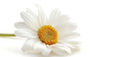 Chamomile flower with open copyspace, isolated on white background
