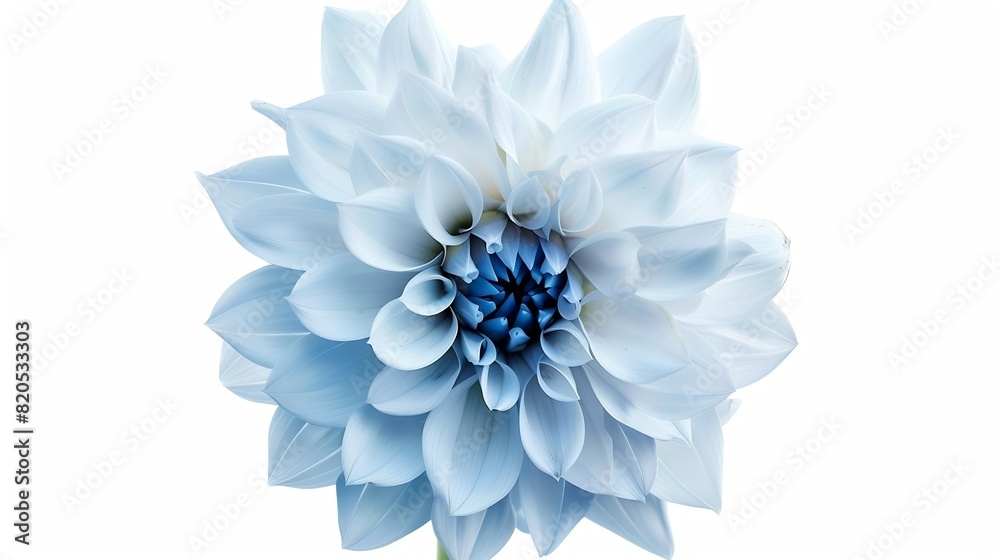 Poster light blue flower on a white background isolated with clipping path closeup big shaggy flower for de